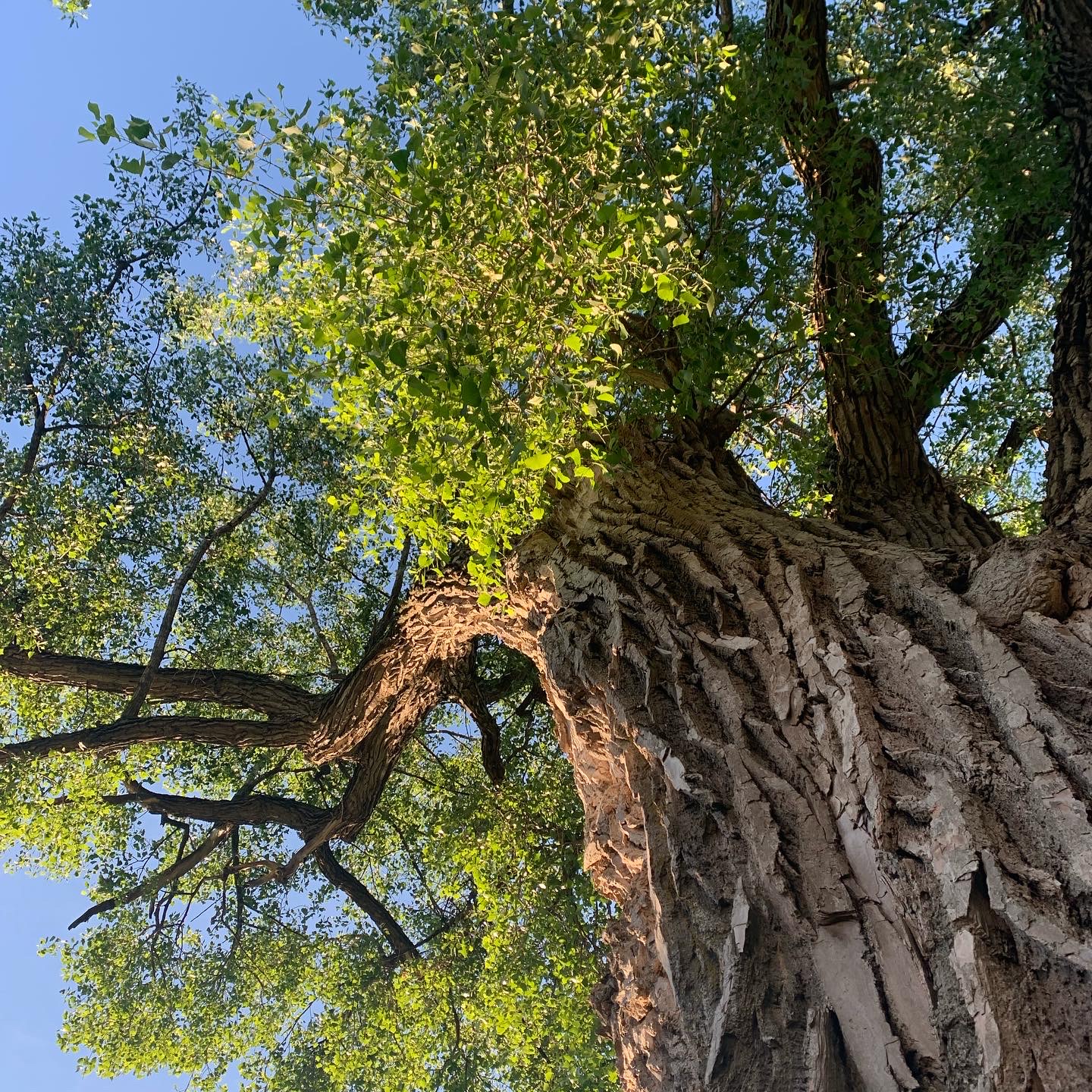 I Just Want to Be a Tree